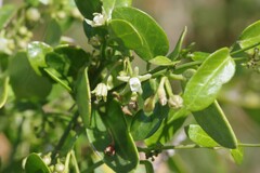 Cynanchum ellipticum