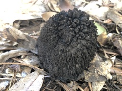 Lycoperdon compactum