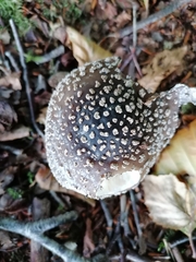 Amanita excelsa