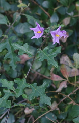 Solanum linnaeanum