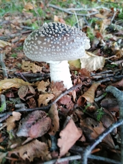 Amanita excelsa