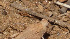 Oedipoda caerulescens