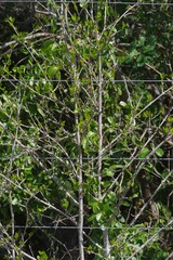 Afrocanthium mundianum