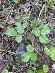 Rubus hispidus