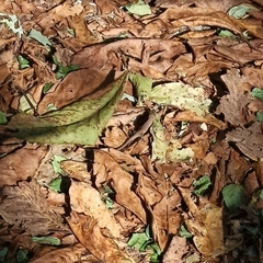 Lacerta viridis