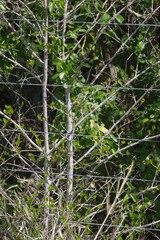 Afrocanthium mundianum