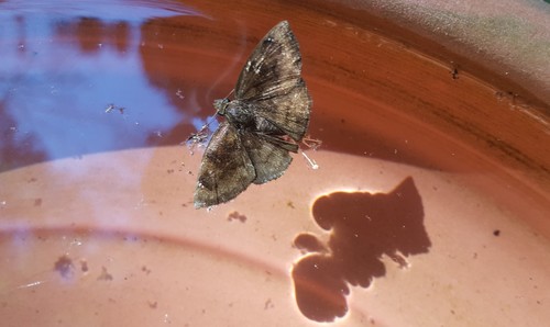 Nisoniades bipuncta