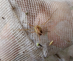 Paroligolophus agrestis