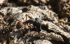 Camponotus cruentatus
