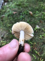 Russula decolorans