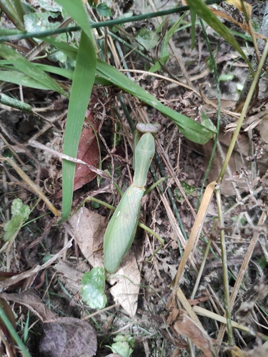 Hierodula maculata