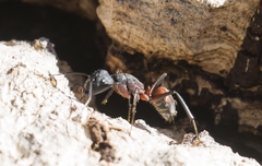 Camponotus cruentatus