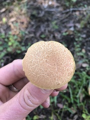 Aureoboletus innixus