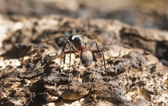 Camponotus cruentatus