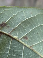 Caryomyia eumaris