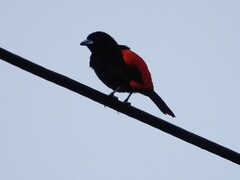 Ramphocelus passerinii