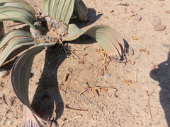 Welwitschia mirabilis