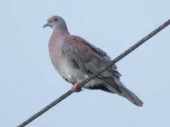 Patagioenas cayennensis