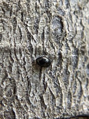 Corylophidae