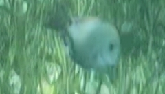 Acanthurus nigrofuscus