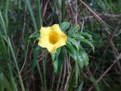 Allamanda cathartica