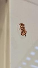 Spodoptera litura