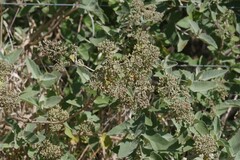 Buddleja dysophylla
