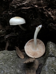 Pluteus