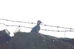 Colaptes campestris campestris