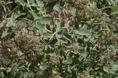 Buddleja dysophylla