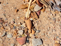 Welwitschia mirabilis image