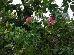 Bougainvillea