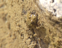 Bombina variegata