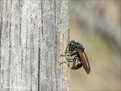 Brachygastra lecheguana