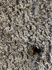 Corylophidae