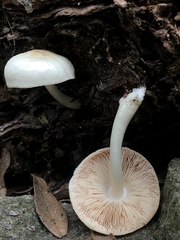 Pluteus