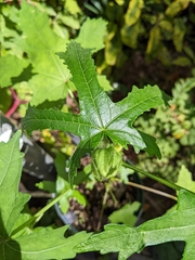Abelmoschus esculentus