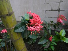 Ixora