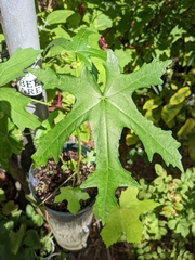 Abelmoschus esculentus