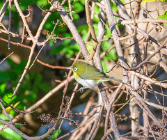 Zosterops xanthochroa