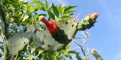 Opuntia