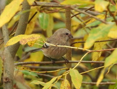 Carpodacus sibiricus