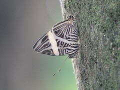 Colobura dirce