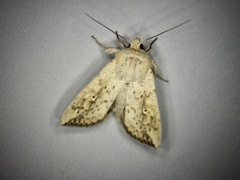 Mythimna flavostigma