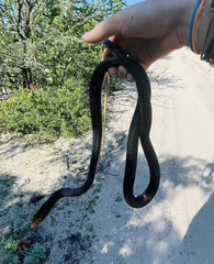 Masticophis fuliginosus