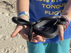 Masticophis fuliginosus