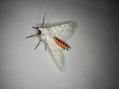 Spilosoma punctaria