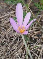 Colchicum lusitanum