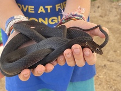Masticophis fuliginosus