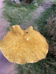 Suillus variegatus
